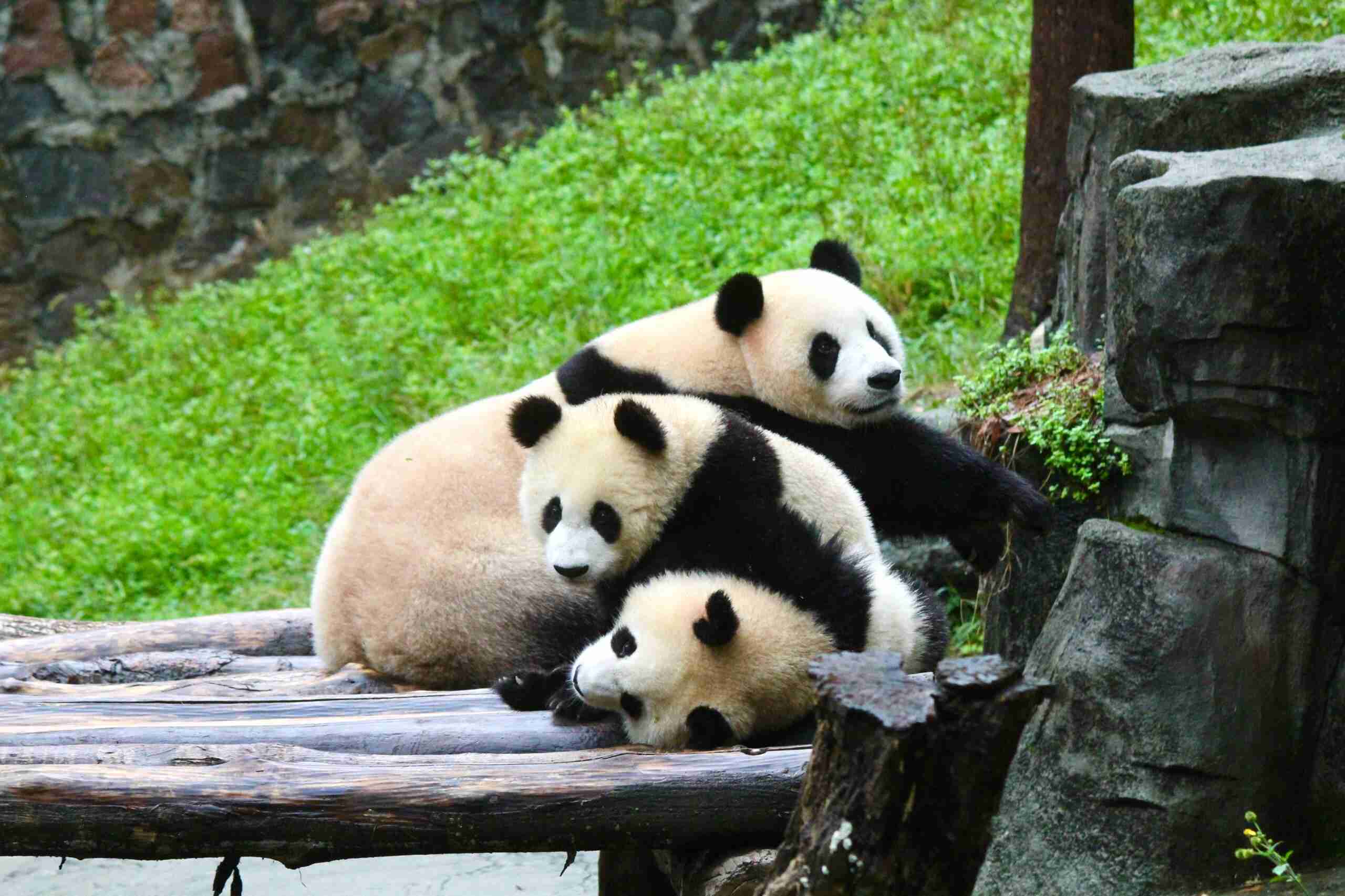 Dujiangyan Panda Park