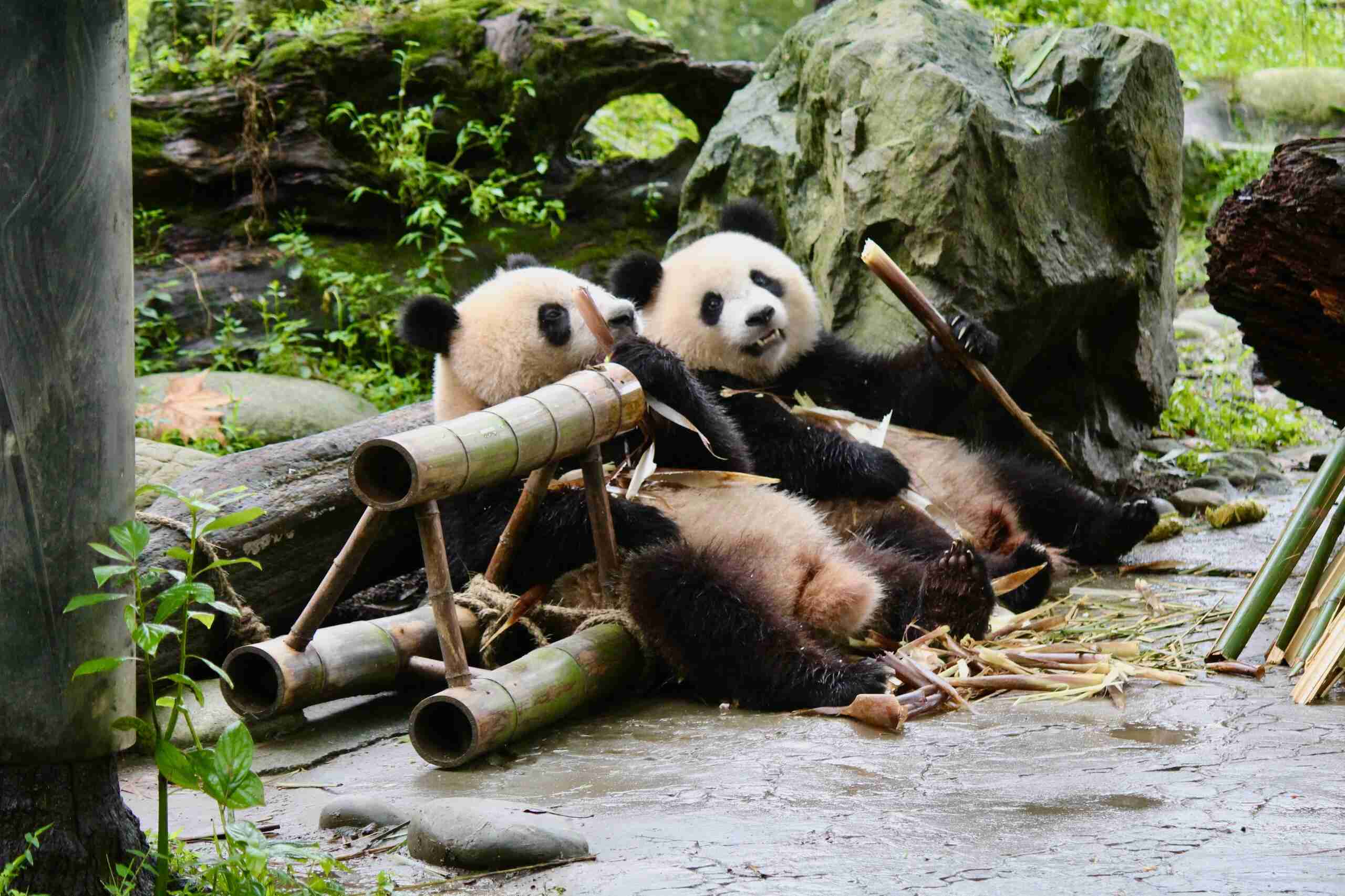 Dujiangyan Panda Park