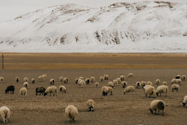 12-Day Tibet Ali Northern Loop