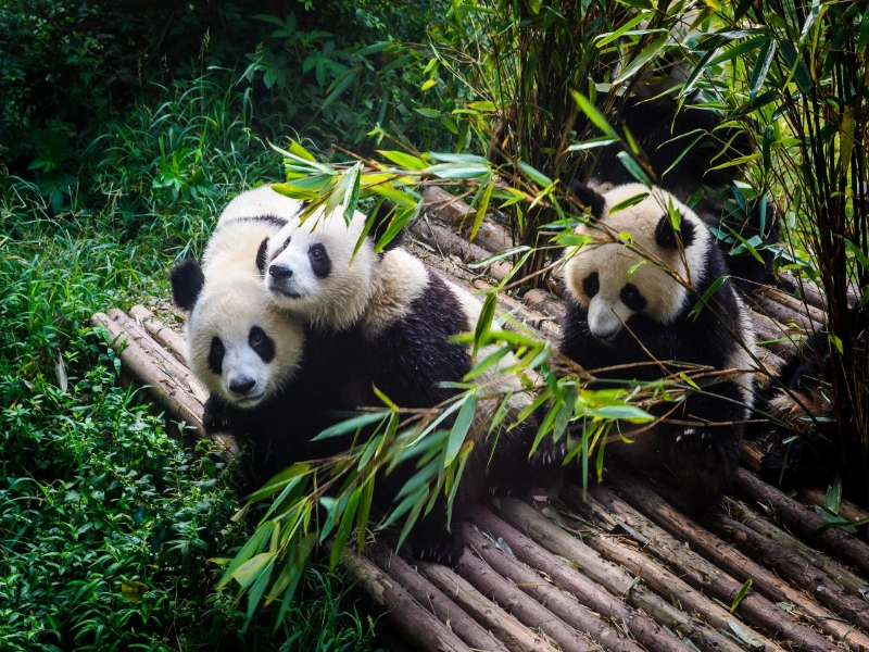 Chengdu, Jiuzhaigou & Chongqing 5-Day Tour