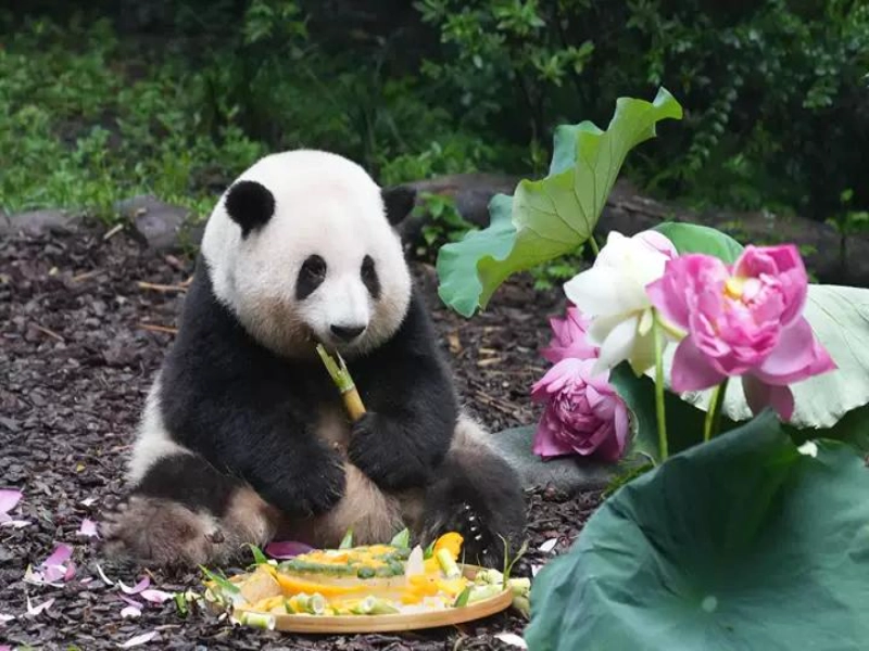 Chengdu, Jiuzhaigou & Chongqing 5-Day Tour
