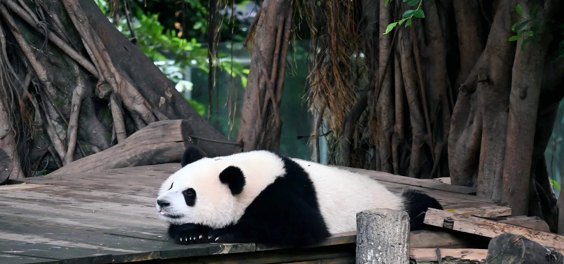 Chengdu Panda Volunteer One-Day Experience