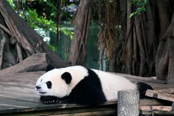 Chengdu Panda Volunteer One-Day Experience