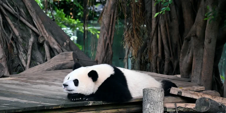 Chengdu Panda Volunteer One-Day Experience