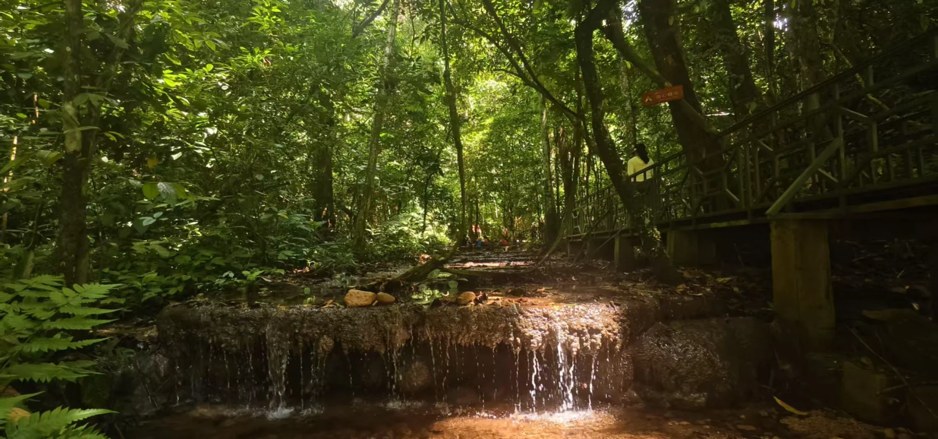 6-Day Ailao Mountains & Xishuangbanna Rainforest Nature Tour