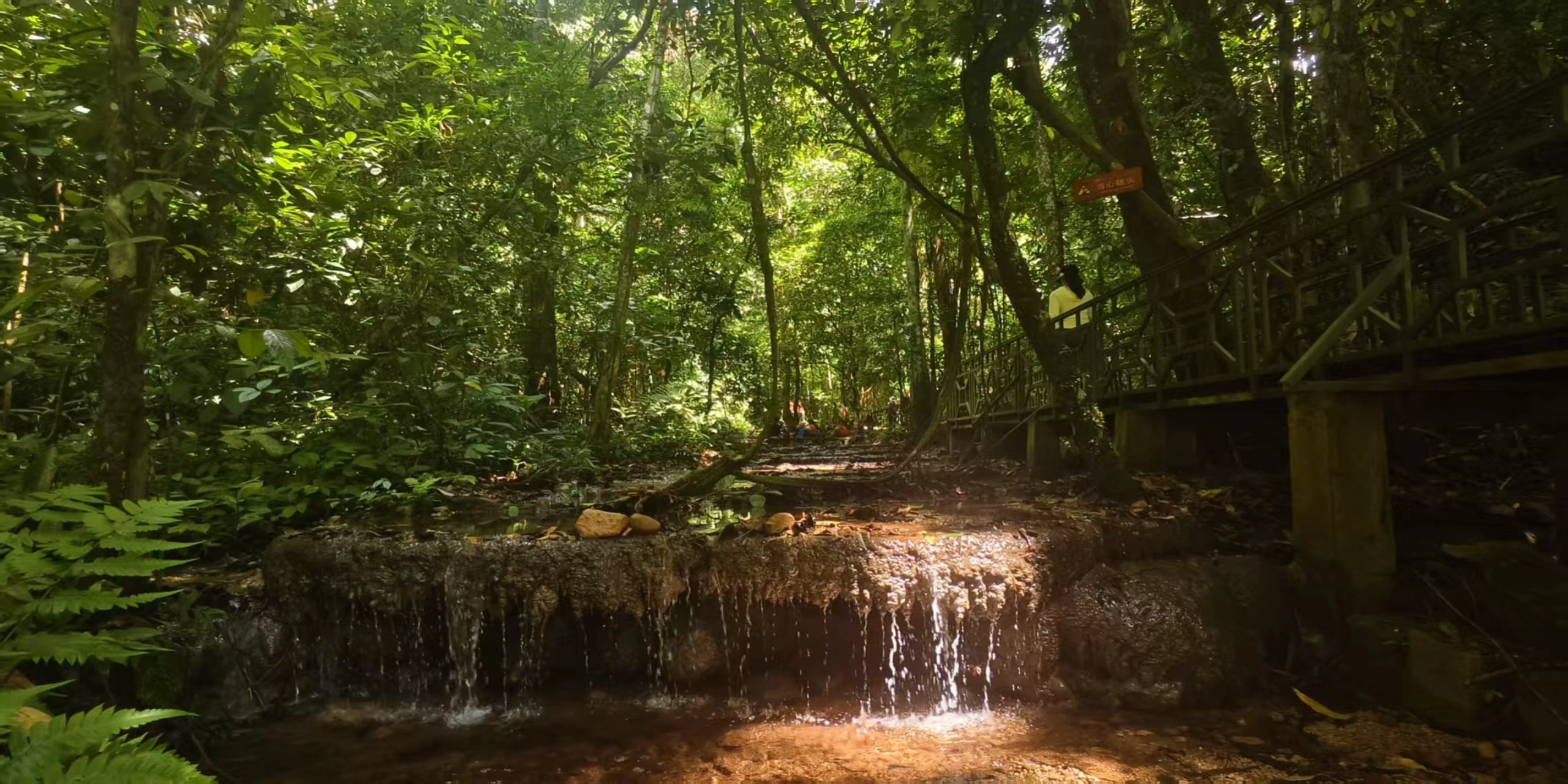 6-Day Ailao Mountains & Xishuangbanna Rainforest Nature Tour