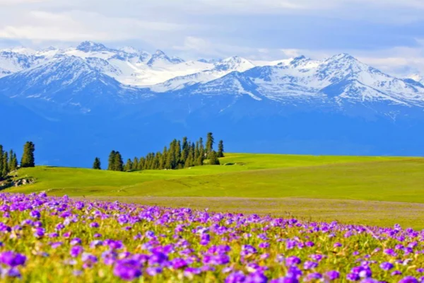 Ili Snow Mountain & Alpine Grassland Nature Immersion 6-Day In-Depth Tour