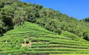 Longjing Tea Ceremony in Hangzhou: A Practical Guide for International Travelers