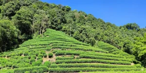 Longjing Tea Ceremony in Hangzhou: A Practical Guide for International Travelers