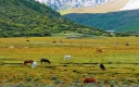 Panoramic Western Sichuan: 7-Day Daocheng Yading, Mount Siguniang & Moshi Park Tour