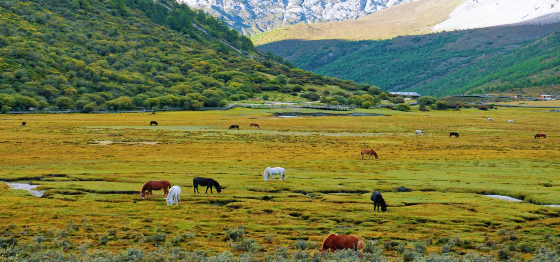 Panoramic Western Sichuan: 7-Day Daocheng Yading, Mount Siguniang & Moshi Park Tour