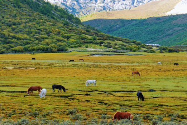 Panoramic Western Sichuan: 7-Day Daocheng Yading, Mount Siguniang & Moshi Park Tour