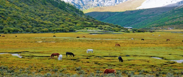 Panoramic Western Sichuan: 7-Day Daocheng Yading, Mount Siguniang & Moshi Park Tour