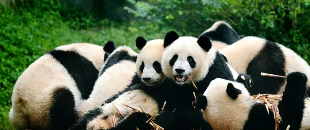 Sichuan travel