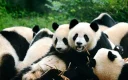Fairy-Tale Sichuan: 5-Day Jiuzhaigou, Huanglong & Giant Panda Tour