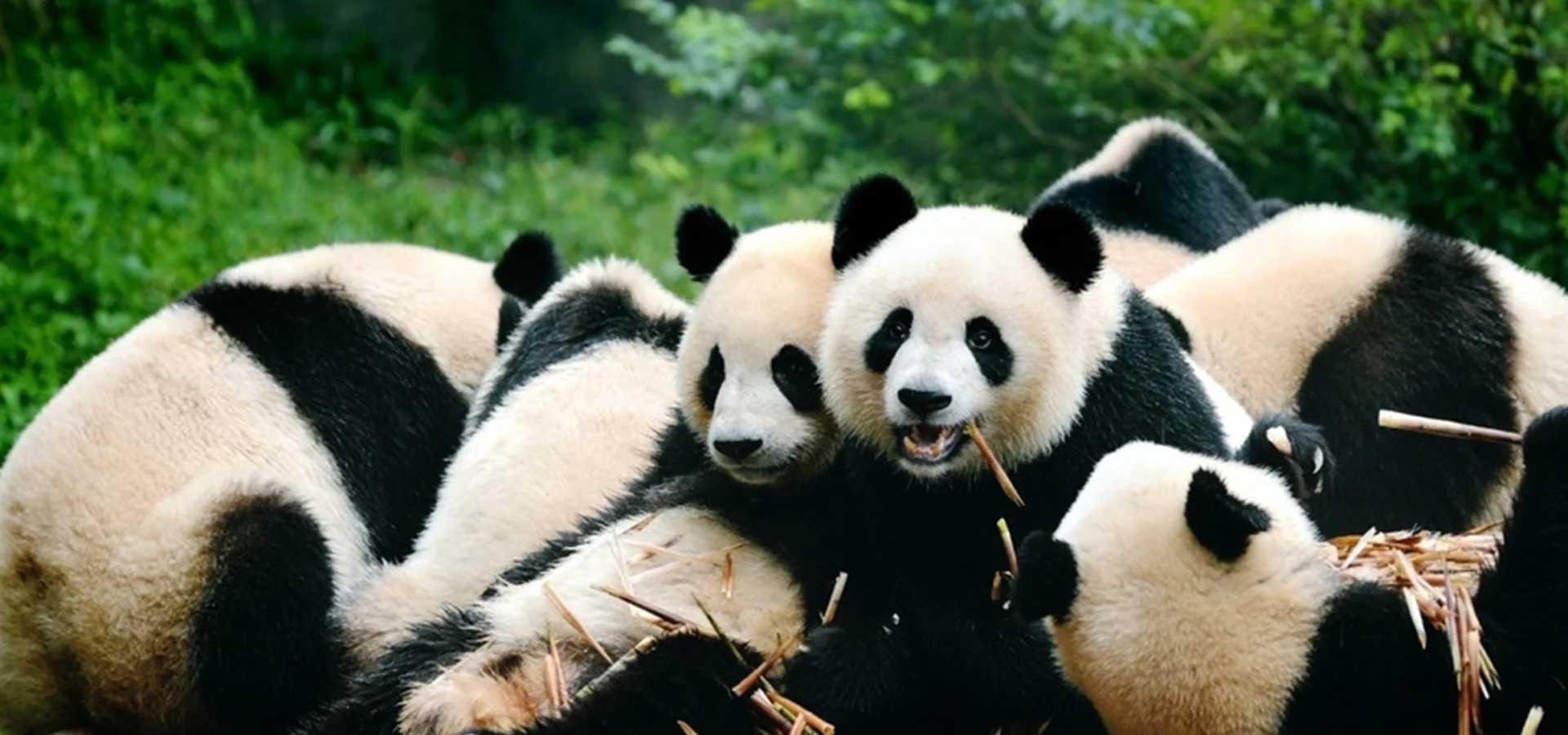Fairy-Tale Sichuan: 5-Day Jiuzhaigou, Huanglong & Giant Panda Tour