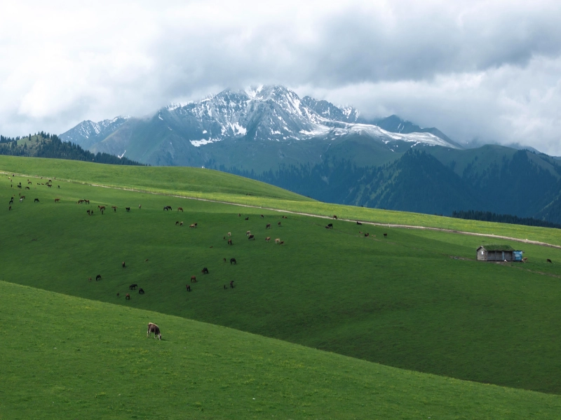 11-Day Grand Northern Xinjiang Light Trekking Tour: Altay & Yili Highlights