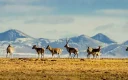 7-Day Hoh Xil Wild Trekking Tour: Qaidam Basin & Tibetan Wildlife Safari