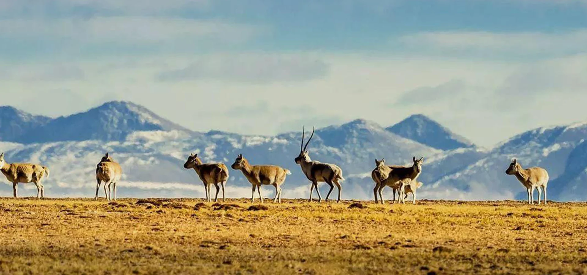 7-Day Hoh Xil Wild Trekking Tour: Qaidam Basin & Tibetan Wildlife Safari