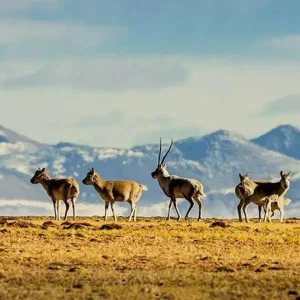 7-Day Hoh Xil Wild Trekking Tour: Qaidam Basin & Tibetan Wildlife Safari