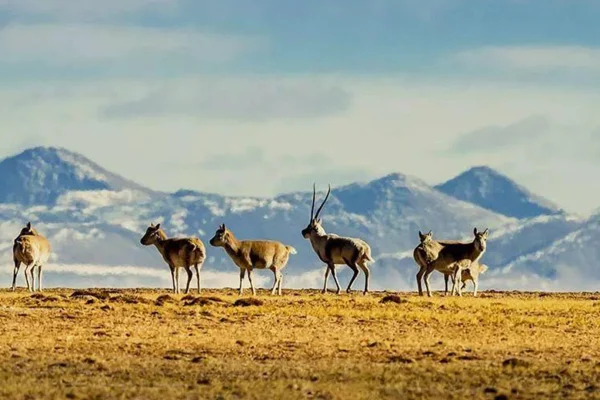 7-Day Hoh Xil Wild Trekking Tour: Qaidam Basin & Tibetan Wildlife Safari